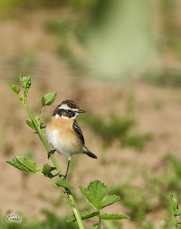 Stiaccino (Saxicola rubetra)